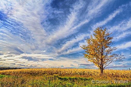 Cornfield Tree_17171.jpg - Photographed near Dunsford, Ontario, Canada.